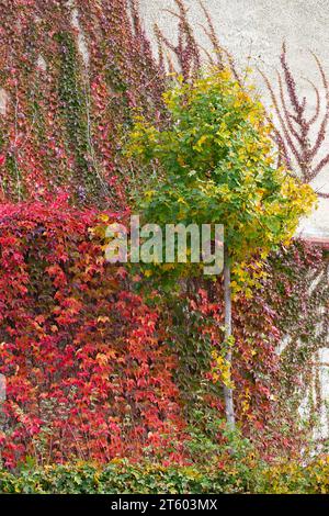 Mur recouvert de feuilles d'automne de lierre rouge. Feuilles d'automne rouges, jaunes et vertes sur le mur, fond. Feuilles rouges des raisins de jeune fille, couleurs d'automne. Mur o Banque D'Images