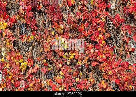 Mur recouvert de feuilles d'automne de lierre rouge. Feuilles d'automne rouges, jaunes et vertes sur le mur, fond. Feuilles rouges des raisins de jeune fille, couleurs d'automne. Mur o Banque D'Images