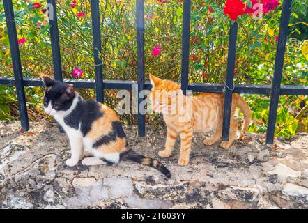 Deux chatons. Banque D'Images