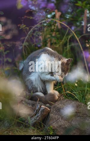 Chat extérieur se lavant dans le jardin de printemps. Drôle de chat gris nettoyer et lécher le corps à l'extérieur de près sur un jour clair. Banque D'Images