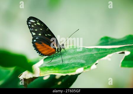 Vue rapprochée latérale d'un papillon papillon mosaïque bleue (lat : amphinome hamadryas) assis sur une feuille verte sur un fond naturel vert clair. Banque D'Images