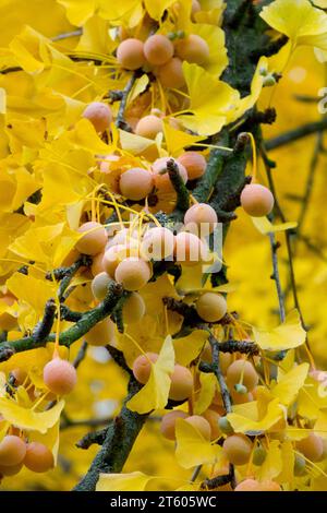 Maidenhair arbre, graines, ginkgo, branche, fruits, graines de ginkgo, automne, ginkgo biloba Banque D'Images