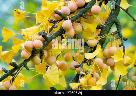 Graines de Ginkgo les baies de Ginkgo biloba feuilles sur la branche d'arbre Maidenhair automne les feuilles jaunes tournent les fruits jaunes novembre Banque D'Images