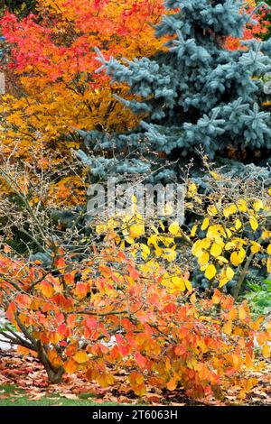 Automne, couleur, jardin, feuillage, feuilles colorées, plantes, érable japonais, épinette argentée, noisette de sorcière, feuilles tombent couleurs automnales Banque D'Images