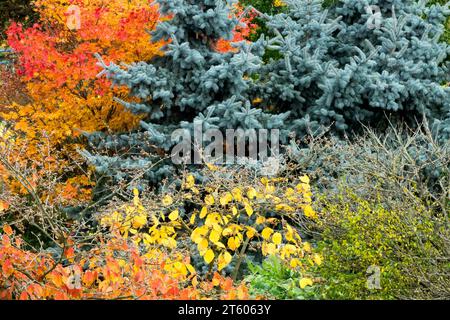 Automne, couleur, jardin, bordure, coloré, Acer palmatum, Picea pungens, noisette de sorcière, saison, feuillage Banque D'Images