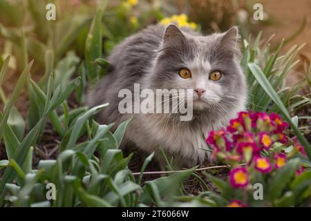 Portrait de chat gros plan à l'extérieur au coucher du soleil. Portrait macro d'un joli chaton avec de grands yeux sur le fond du jardin. Banque D'Images