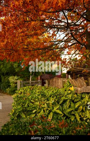 Scène d'automne (automne) en Angleterre avec des feuilles rouges colorées sur un arbre et un buisson avec un feuillage panaché. Banque D'Images
