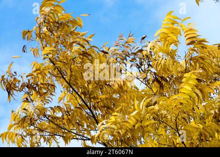 Noix de pécan du Nord, Carya illinoinensis, in, automne, arbre, feuillage Banque D'Images