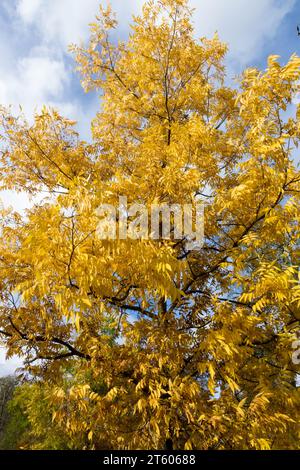 Jaune, feuillage, arbre de pacan, automne, automne, Carya illinoinensis Banque D'Images