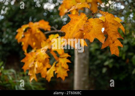 Scène d'automne (automne) en Angleterre avec des feuilles jaunes colorées sur un arbre. Banque D'Images