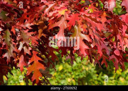 Feuilles rouges, chêne écarlate Quercus coccinea, feuillage, automne, chêne Banque D'Images