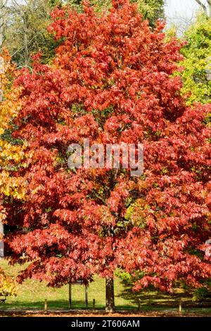 Saison, chêne, arbre, Quercus, automne, couleur, automne, chêne écarlate Quercus coccinea Banque D'Images