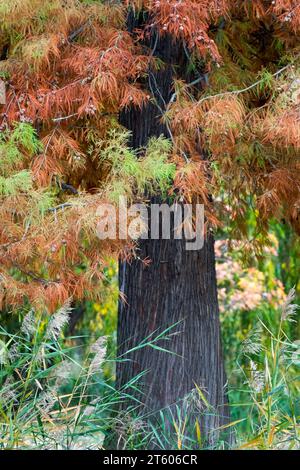 Automne, cyprès chauve, tronc, Taxodium distichum, feuillage Banque D'Images