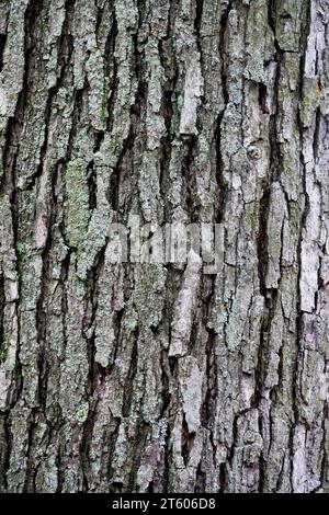 Chêne blanc, écorce, Quercus, écorce d'arbre, chêne, tronc, Quercus alba, texture, plante Banque D'Images