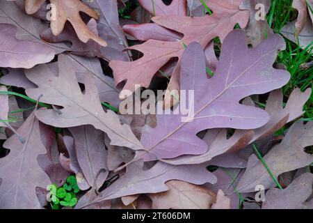 Chêne blanc, Quercus alba, feuilles au sol Banque D'Images