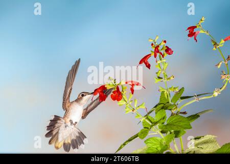 Colibri à gorge noire, (Archilochus alexandri, alimentant à fleur. Banque D'Images