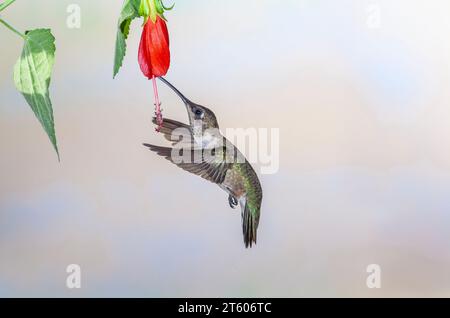 Colibri à gorge noire, Archilochus alexandri, se nourrissant de nectar de fleurs. Banque D'Images