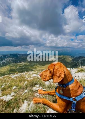 Chien Vizsla hongrois couché sur le sommet de la montagne Banque D'Images