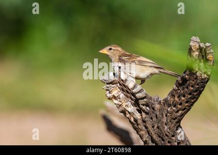 Maison Sparrow, passer domesticus, dans le désert de l'Arizona. Banque D'Images