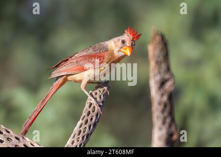 Cardinal du Nord, Cardinalis cardinalis, dans le désert de l'Arizona. Banque D'Images