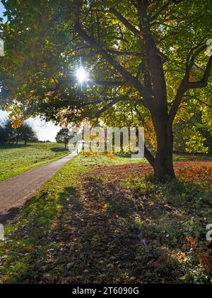 Hêtre Fagus sylvatica feuilles d'automne et marcheur dans Felbrigg parc Norfolk novembre Banque D'Images