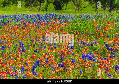 Texas Bluebonnets, Lupinus texensis, et Indian Paintbrush, Castilleja indivisa, fleurissant au printemps dans le parc Old Baylor College à Independence, Texas Banque D'Images