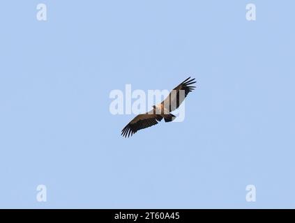 Vautour à dos blanc, Weißrückengeier, Vautour africain, Gyps africanus, Parc national du Zambèze, Zimbabwe, Afrique Banque D'Images