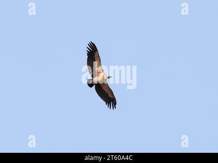 Vautour à dos blanc, Weißrückengeier, Vautour africain, Gyps africanus, Parc national du Zambèze, Zimbabwe, Afrique Banque D'Images