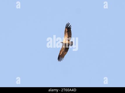 Vautour à dos blanc, Weißrückengeier, Vautour africain, Gyps africanus, Parc national du Zambèze, Zimbabwe, Afrique Banque D'Images