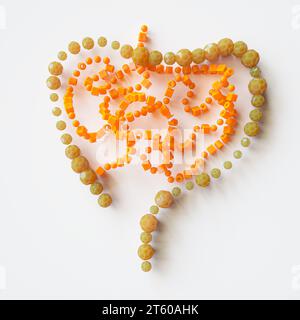 Interprétation géométrique de l'anatomie intestinale dans l'illustration 3D - rendu 3D. Banque D'Images