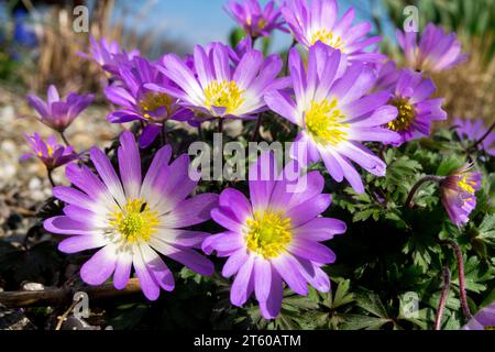 Violet, fleurs, anémone blanda 'charmer', printemps, jardin, floraison, plante floraison printanière plantes jardin mars vivaces Banque D'Images