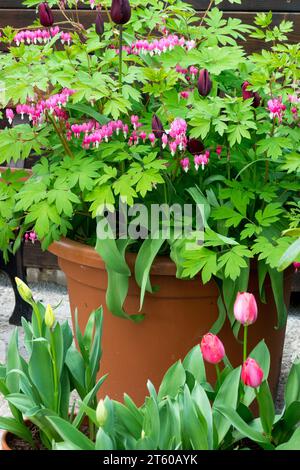 Coeur saignant en pot, jardin Dicentra spectabilis, printemps, plante Banque D'Images