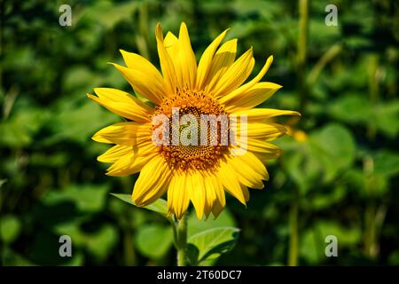 Un tournesol jaune vif debout dans un champ vert verdoyant, symbole de la beauté vibrante de l'été. Grosse fleur de tournesol, gros plan. Jaune f Banque D'Images