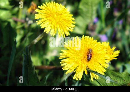 Une abeille recueille le nectar d'une fleur de pissenlit. Banque D'Images