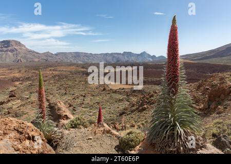 Echium pininana / Giant Viper's Bugloss, Parque Nacional del Teide, Tenerife Banque D'Images