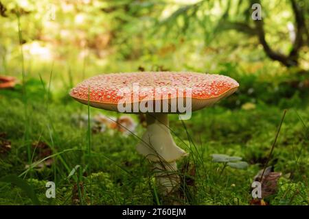 Magnifique agaric rouge à la lumière d'automne (champignon toxique de la forêt, Amanita muscaria) Banque D'Images