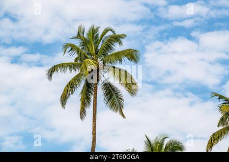 Cocotiers palmiers contre le ciel bleu de l'Inde Banque D'Images