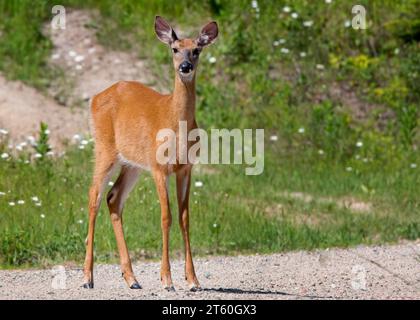 Joli jeune cerf biche à queue blanche (Odocoileus virginianus) posant sur une route de gravier dans la forêt nationale de Chippewa dans le nord du Minnesota USA Banque D'Images