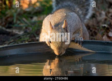 Écureuil gris assoiffé (Sciurus carolinensis) buvant du bain d'oiseau avec un beau reflet dans l'eau dans le nord du Minnesota USA Banque D'Images