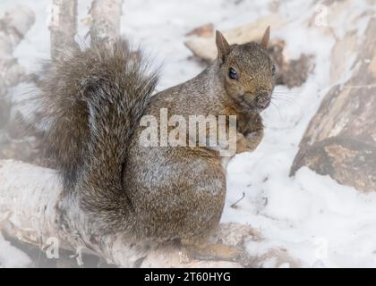 Un adorable écureuil gris (Sciurus carolinensis) assis sur une vieille bûche de bouleau en papier pendant l'hiver, dans la forêt nationale de Chippewa, nord du Minnesota USA Banque D'Images