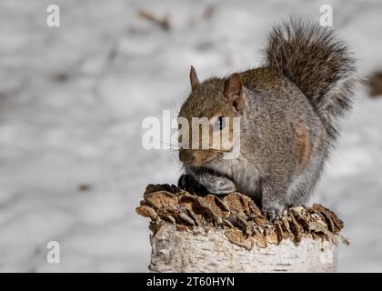 Écureuil gris du Minnesota (Sciurus carolinensis) assis sur une vieille souche de bouleau à papier dans la forêt nationale de Chippewa, nord du Minnesota, États-Unis Banque D'Images