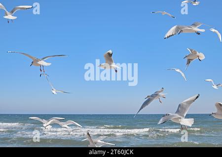 Mouettes survolant la mer, vagues s'écrasant sur le rivage, ciel bleu clair, journée ensoleillée Banque D'Images