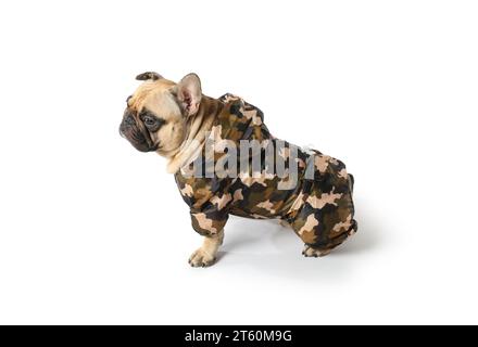 Mignon bulldog français en imperméable sur fond blanc Banque D'Images