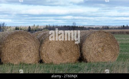 Balles rondes de paille empilées dans une rangée au bord d'un champ à l'automne. Banque D'Images