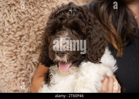 Difficile de voir les yeux du chien chiot labradoodle brun et blanc assis contentement sur le canapé. Banque D'Images
