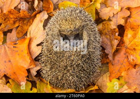 Hedgehog, Nom scientifique : Erinaceus Europaeus. Gros plan d'un hérisson européen sauvage, natif, endormi en hibernation et enroulé en boule en colo Banque D'Images