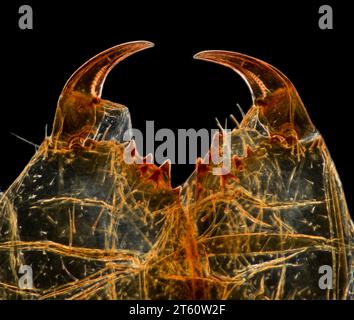 Mâchoires d'araignée, photomicrographie à fond noir. Epeira diademata, Araneus diadematus, femelle Banque D'Images