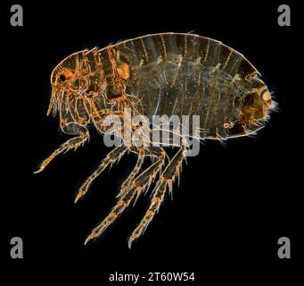 Puce humaine, pulex irritans, femelle. Photomicrographie à fond noir Banque D'Images
