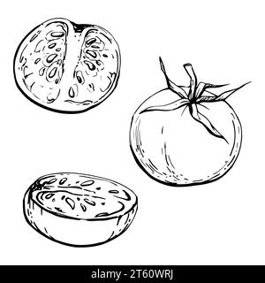 Illustration à l'encre vectorielle dessinée à la main. Fruit de légume de tomate, plein et demi, produit agricole végétalien écologique. Objet unique isolé sur blanc. Conception Illustration de Vecteur