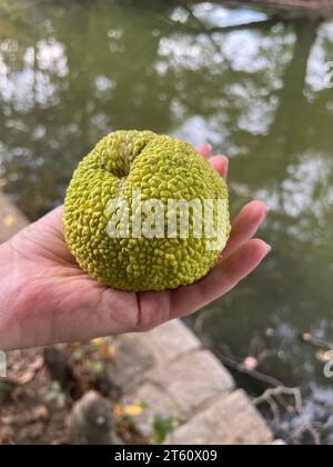 Brain fruit ou Osage Orange à Prospect Park à l'automne, Brooklyn, New York. Banque D'Images